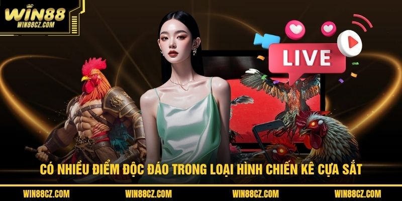 Có nhiều điểm độc đáo trong loại hình chiến kê cựa sắt 